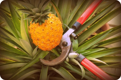 Pineapple Harvest 1